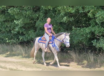 Pintos, Ruin, 8 Jaar, 152 cm, Gevlekt-paard