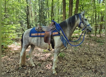 Pintos, Ruin, 8 Jaar, 152 cm, Gevlekt-paard