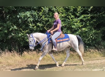 Pintos, Ruin, 8 Jaar, 152 cm, Gevlekt-paard