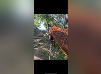 Pintos, Ruin, 8 Jaar, 160 cm, Donkere-vos