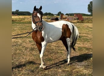 Pintos, Ruin, 9 Jaar, 147 cm, Gevlekt-paard