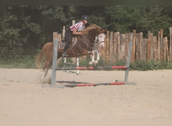 Pintos Mix, Ruin, 9 Jaar, 152 cm, Gevlekt-paard