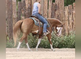 Pintos Mix, Ruin, 9 Jaar, 152 cm, Gevlekt-paard