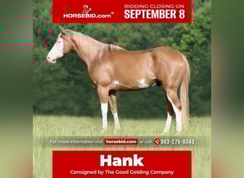 Pintos Mix, Ruin, 9 Jaar, 152 cm, Gevlekt-paard