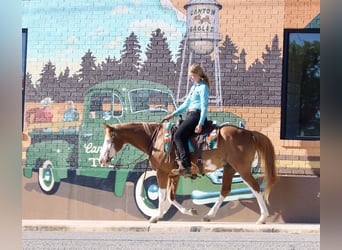 Pintos Mix, Ruin, 9 Jaar, 152 cm, Gevlekt-paard