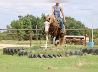 Pintos Mix, Ruin, 9 Jaar, 152 cm, Gevlekt-paard
