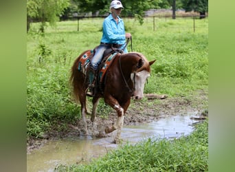 Pintos Mix, Ruin, 9 Jaar, 152 cm, Gevlekt-paard