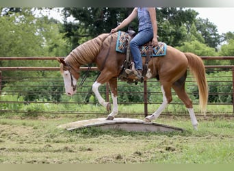 Pintos Mix, Ruin, 9 Jaar, 152 cm, Gevlekt-paard