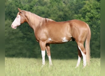 Pintos Mix, Ruin, 9 Jaar, 152 cm, Gevlekt-paard