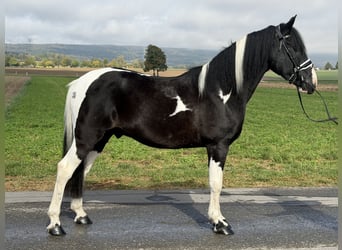 Pintos Mix, Ruin, 9 Jaar, 157 cm, Gevlekt-paard