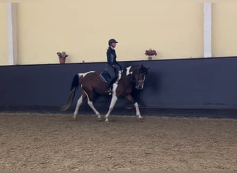 Pintos Mix, Ruin, 9 Jaar, 165 cm, Gevlekt-paard