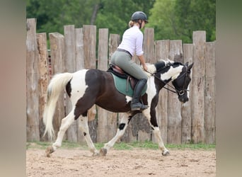 Pintos, Ruin, 9 Jaar, Gevlekt-paard