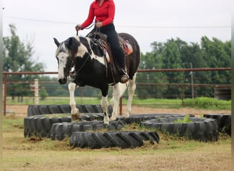 Pintos, Ruin, 9 Jaar, Gevlekt-paard
