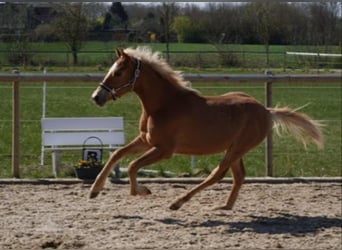 Pintos, Semental, 1 año, 140 cm, Alazán