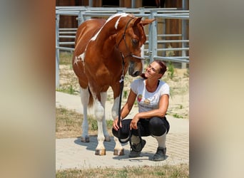 Pintos Mestizo, Semental, 1 año, 140 cm, Pío