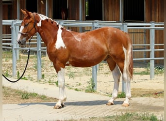 Pintos Mestizo, Semental, 1 año, 140 cm, Pío