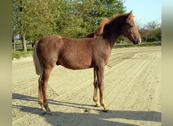 Pintos, Semental, 1 año, 145 cm, Alazán