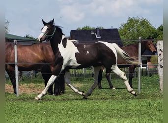 Pintos Mestizo, Semental, 1 año, 168 cm, Pío