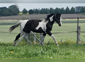 Pintos Mestizo, Semental, 1 año, 168 cm, Pío