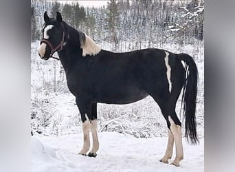 Pintos Mestizo, Semental, 2 años, 155 cm, Pío