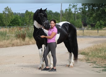 Pintos Mestizo, Semental, 3 años, 162 cm, Pío
