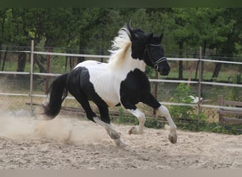 Pintos Mestizo, Semental, 3 años, 162 cm, Pío