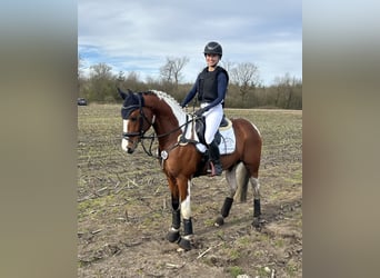 Pintos, Semental, 5 años, 147 cm, Pío