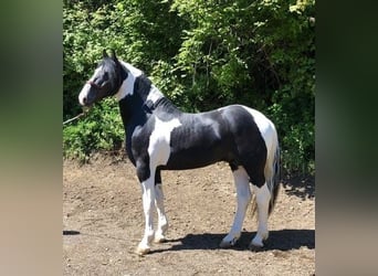 Pintos, Semental, 5 años, 167 cm, Pío