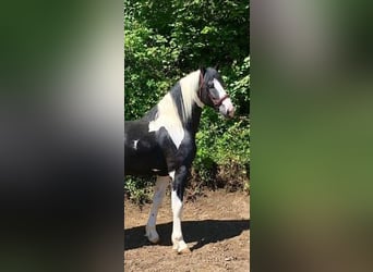 Pintos, Semental, 5 años, 167 cm, Pío