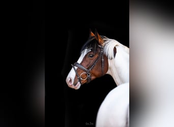 Pintos, Semental, 5 años, 158 cm, Pío