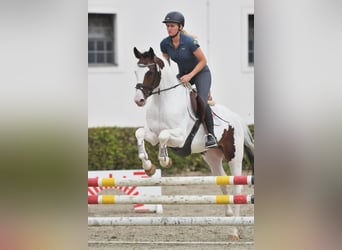 Pintos, Semental, 4 años, 159 cm, Pío