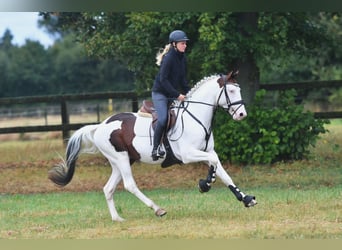 Pintos, Semental, 4 años, 159 cm, Pío