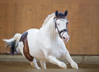 Pintos, Semental, 4 años, 159 cm, Pío