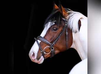Pintos, Semental, 4 años, 159 cm, Pío