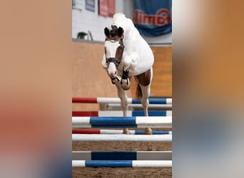 Pintos, Semental, 4 años, 159 cm, Pío