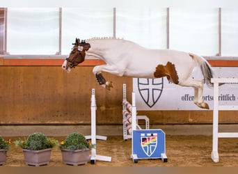 Pintos, Semental, 4 años, 159 cm, Pío