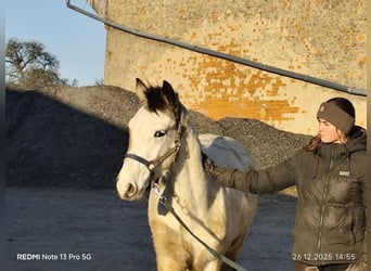 Pintos Mestizo, Semental, Potro (01/2025), 152 cm, Tobiano-todas las-capas
