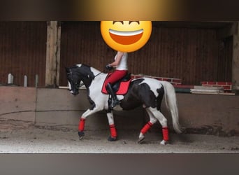 Pintos Mix, Stallion, 16 years, 15,2 hh, Pinto