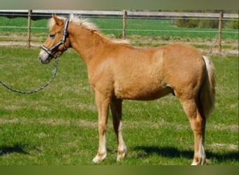 Pintos, Stallion, 1 year, 13.2 hh, Chestnut-Red