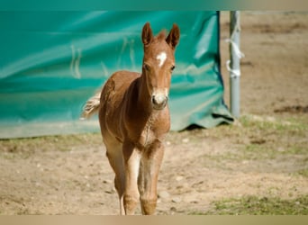 Pintos, Stallion, 1 year, 14.1 hh, Chestnut-Red