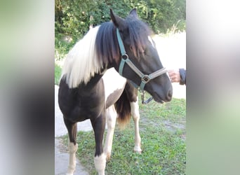 Pintos Mix, Hengst, 1 Jahr, 14,1 hh, Schecke