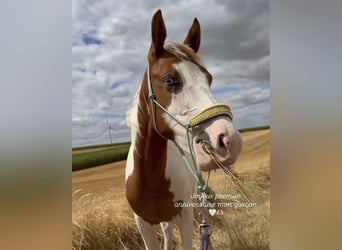 Pintos, Stallion, 1 year, 14.2 hh, White