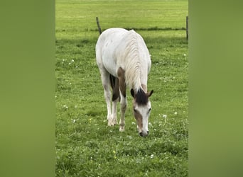 Pintos Mix, Stallion, 1 year, 14.3 hh, Tobiano-all-colors