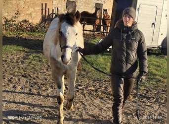 Pintos Mix, Stallion, 1 year, 14.3 hh, Tobiano-all-colors