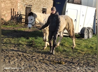 Pintos Mix, Stallion, 1 year, 14,3 hh, Tobiano-all-colors