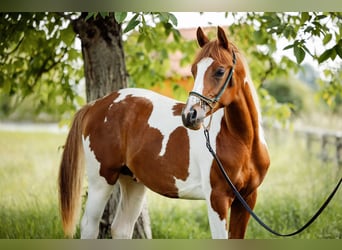 Pintos, Stallion, 1 year, 15 hh, Tobiano-all-colors