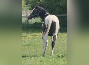 Pintos Mix, Stallion, 1 year, 16.1 hh, Pinto