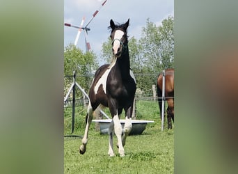 Pintos Mix, Stallion, 1 year, 16.1 hh, Pinto