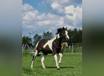 Pintos Mix, Stallion, 1 year, 16.1 hh, Pinto
