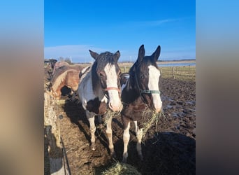 Pintos Mix, Stallion, 1 year, 16,2 hh, Pinto